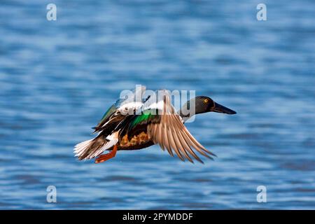 Northern Shoveler (Anas clypeata), männlich, im Flug über Wasser, Minsmere RSPB Reserve, Suffolk, England, Vereinigtes Königreich Stockfoto