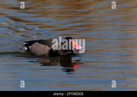 Rosafarbener Schwertfisch (Netta peposaca) männlicher Erwachsener, ruft an und schwimmt (in Gefangenschaft) Stockfoto