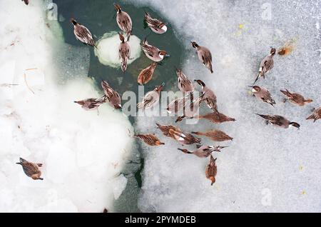 Nördlicher Zwergschwanz (Anas acuta), auf einem gefrorenen See, von oben gesehen, Hokkaido, Japan, Im Winter Stockfoto