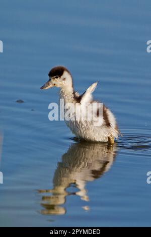 Gemeine Shelduk (Tadorna tadorna) Ente, Flapping wings in Water, Minsmere RSPB Reserve, Suffolk, England, Vereinigtes Königreich Stockfoto