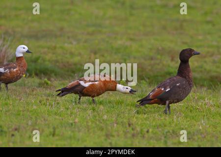 Paradise Shelduk (Tadorna variegata) männlicher Erwachsener und zwei weibliche Erwachsene, Anruf, Neuseeland Stockfoto