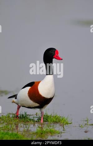 Gewöhnliche Shelente (Tadorna tadorna), männlicher Erwachsener, im flachen Wasser liegend, Italien, Marschland Stockfoto