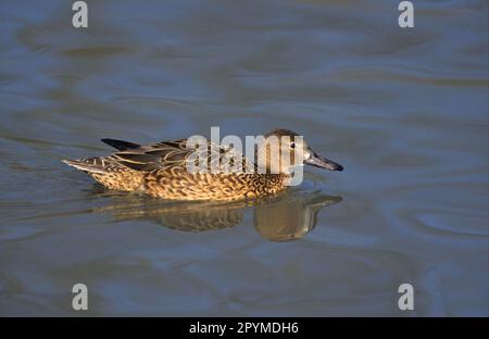 Zimtblaugrün (Anas cyanoptera) Erwachsene Frau, Schwimmen Stockfoto