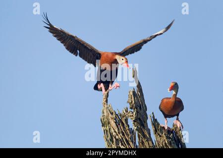 Herbstpfeifgans, Herbstpfeifgans, Rotschnabelgans, Herbstpfeifgans, Herbstpfeifgans, Pfeifen mit roter Fahne Stockfoto