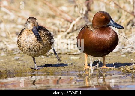 Zimtblütenduft (Anas cyanoptera), Erwachsenenpaar, am Rand des Wassers (U.) S. A. Stockfoto