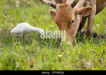 Westliche Rinder-Egret (Bubulcus ibis ibis ibis), Erwachsener, nicht zuchtendes Gefieder, Futtersuche neben der Kuh, Gambia Stockfoto