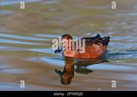 Andenzimtgrün (Anas cyanoptera orinomus) Schwimmen, Reflexion im Wasser Stockfoto