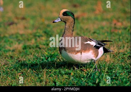 Nordamerikanische Witwe, amerikanische Witwe (Anas americana), Enten, Gänse, Tiere, Vögel, American Wigeon männlich, weidend, Jericho Park Stockfoto
