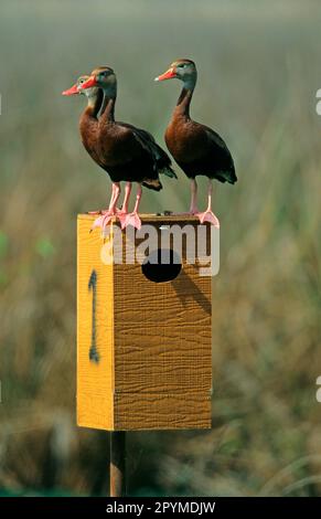 Herbstpfeifgans, Herbstpfeifgans, Rotschnabelgans, Herbstpfeifgans, Herbstpfeifgans, Pfeifen mit roter Fahne Stockfoto