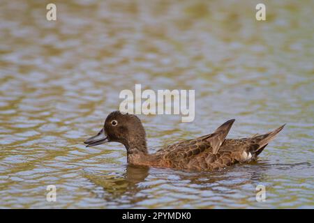 Braunblaugrün (Anas chlorotis), Erwachsener, Schwimmen, Neuseeland Stockfoto