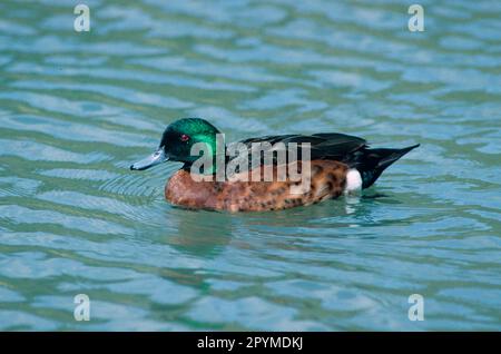 Kastanienbrustteulen (Anas castanea), Enten, Gänsevögel, Tiere, Vögel, Duck Teal Chestnut Drake Schwimmen Stockfoto