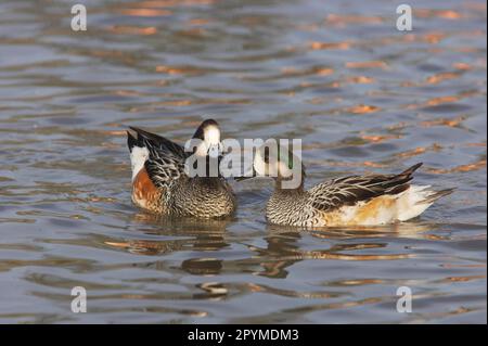 Chilenischer Wigeon, Chilenischer Wigeon, Chilenischer Wigeon, Enten, Gänsevögel, Tiere, Vögel, Chiloe Wigeon (Anas sibilatrix) Paar Erwachsene, Schwimmen, Slimbridge Stockfoto