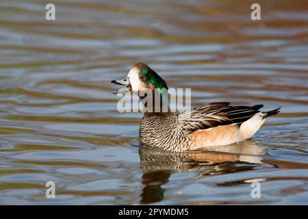 Chilenischer Wigeon, Chilenischer Wigeon, Chilenischer Wigeon, Enten, Gänsevögel, Tiere, Vögel, Chiloe Wigeon (Anas sibilatrix) männlich, während des Anrufs Stockfoto