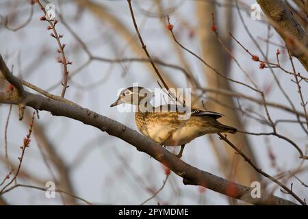 Wood Duck (Aix sponsa), weiblich, auf Ast im Ahornbaum stehend, auf der Suche nach Nestsite, Oakes, North Dakota (U.) S.A. Spring Stockfoto