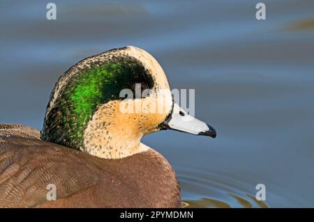 American Wigeon (Anas americana), männlich, Nahaufnahme des Kopfes, Schwimmen, New Mexico (USA) S.A. Stockfoto