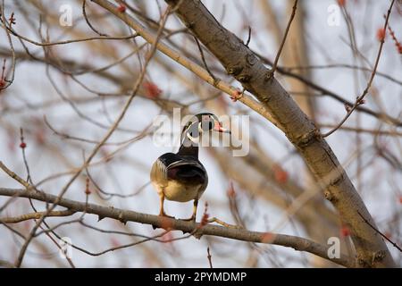 Wood Duck (Aix sponsa) männlich, auf Ast im Ahornbaum stehend, auf der Suche nach Nestsite, Oakes, North Dakota (U.) S.A. Spring Stockfoto