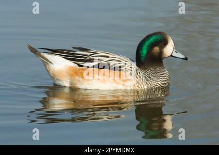 Chilenischer Wigeon, Chilenischer Wigeon, Chilenischer Wigeon, Enten, Gänsevögel, Tiere, Vögel, Chiloe Wigeon (Anas sibilatrix) männlich, schwimmend Stockfoto