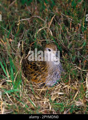 Dunlin (Calidris alpina), Animals, Birds, Waders, Dunlin CAL 03 Nahaufnahme, On Nest, Islay, Schottland, '86 (S) Stockfoto