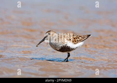 Dunlin (Calidris alpina), Erwachsene, Sommerzucht, Futtersuche auf Flussmündungsschlamm, Suffolk, England, Vereinigtes Königreich Stockfoto