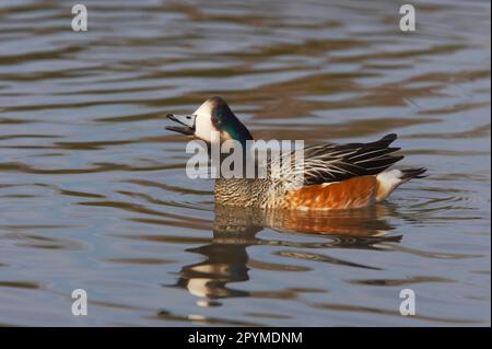 Chilenischer Wigeon, Chilenischer Wigeon, Chilenischer Wigeon, Enten, Gänsevögel, Tiere, Vögel, Chiloe Wigeon (Anas sibilatrix) männlicher Erwachsener, ruft Wasser Stockfoto