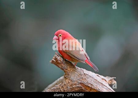 Rotschnabelfink (Lagonosticta senegala), männlich, hoch oben auf einem Ast, Gambia Stockfoto