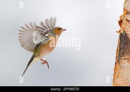 Schaffinch, gewöhnliche Schaffinch (Fringilla coelebs), Singvögel, Tiere, Vögel, Finken, Männlicher Schaffinch, im Flug, Schottland, Winter Stockfoto