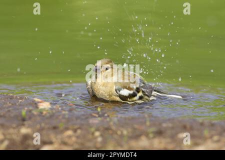 Gemeine Schaffinch (Fringilla Coelebs), weiblich, im Gartenteich, Warwickshire, England, Frühling Stockfoto
