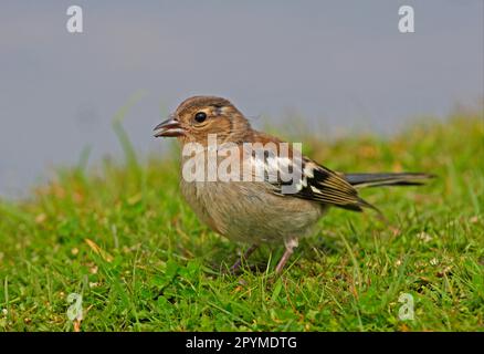 Chaffinch (Fringilla coelebs) juvenile, Fütterung am Boden, Norfolk, England, Vereinigtes Königreich Stockfoto