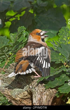 Hawfinch (Coccothraustes coccothraustes), männliches Sonnenbaden im Wald, Derbyshire, England, Vereinigtes Königreich Stockfoto