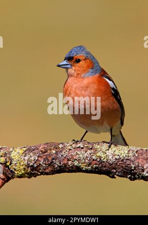 Chaffinch (Fringilla coelebs), männlich, hoch oben auf einem Ast, Norfolk, England, Vereinigtes Königreich Stockfoto