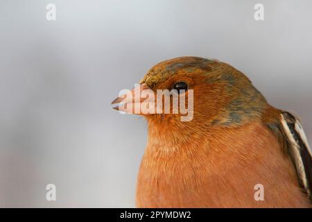 Gewöhnlicher Schaffinch (Fringilla Coelebs) männlich, Nahaufnahme des Kopfes, England, Winter Stockfoto