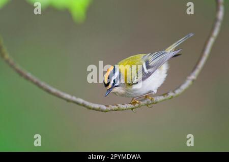 Firecrest (Regulus ignicapillus), Erwachsener, hoch oben auf dem Zweig, Norfolk, England, Vereinigtes Königreich Stockfoto