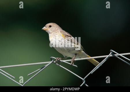 Safranfink (Sicalis flaveola), junger Mann, auf einem Drahtzaun sitzend, Naturschutzgebiet Costanera Sur, Provinz Buenos Aires, Argentinien Stockfoto