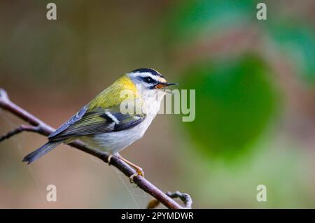 Firecrest (Regulus ignicapillus) Erwachsener, singend, hoch oben auf dem Zweig, Norfolk, England, Vereinigtes Königreich Stockfoto