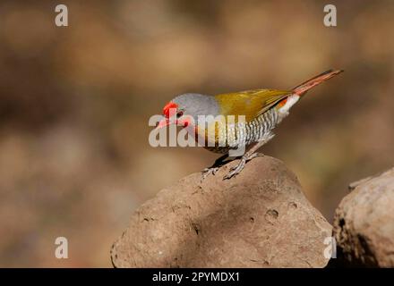 Grünflügelpytilia (Pytilia melba), männlicher Erwachsener, auf Felsen sitzend, Botsuana Stockfoto