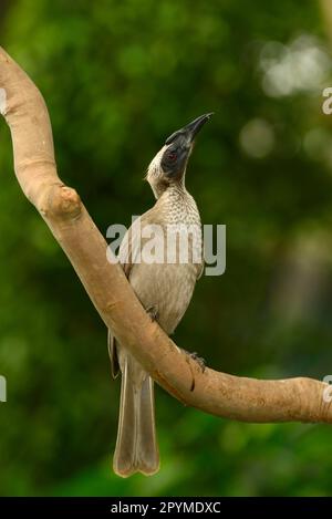 Helmetter Friarbird (Philemon buceroides), Erwachsener, hoch oben auf einem Ast, Queensland, Australien Stockfoto