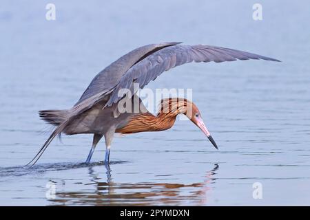 Roteier (Egretta rufescens) dunkler Morph, ausgewachsen, Fischen in flachem Wasser, utricularia ochroleuca (U.) (U.) S. A Stockfoto