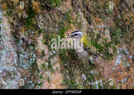 Gemeine Feuerrekruste (Regulus ignicapillus) Goldcrest, Singvögel, Tiere, Vögel, Feuerrekruste ausgewachsener Mann, Moos und Flechten für Nestpaarung sammeln Stockfoto