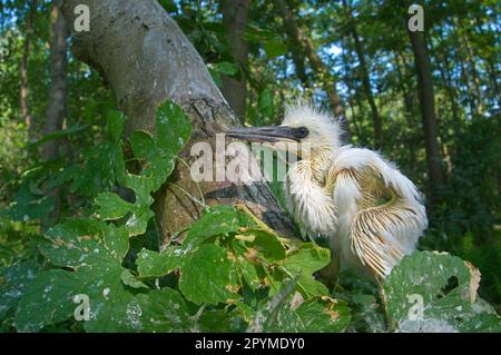 Die kleine Eichenreiher (Egretta garzetta), die aus dem Nest in Italien gefallen ist Stockfoto