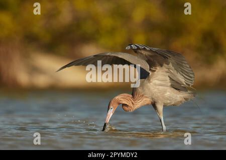 Rötlicher Egret (Egretta rufescens) dunkler Morph, Erwachsener, Angeln mit Flügeln, um Schatten zu bieten, Fort Myers, Florida (U.) S. A. Stockfoto