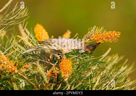 Laute Friarbird (Philemon corniculatus), laute Friarbirds, Tiere, Vögel, laute Friarbird-Fütterung im Busch, Südosten von Queensland Stockfoto