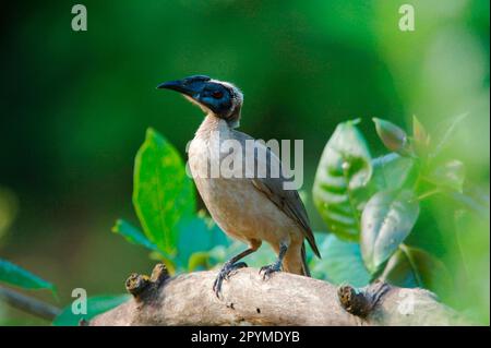 Erwachsener Helmfriarbird (Philemon buceroides), sitzt auf einem Ast im Regenwald, Daintree, Queensland, Australien Stockfoto