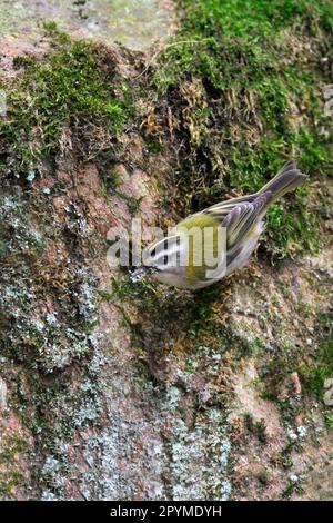 Gemeine Feuerrekruste (Regulus ignicapillus) Goldcrest, Singvögel, Tiere, Vögel, Feuerrekruste ausgewachsener Mann, Moos und Flechten für Nestpaarung sammeln Stockfoto