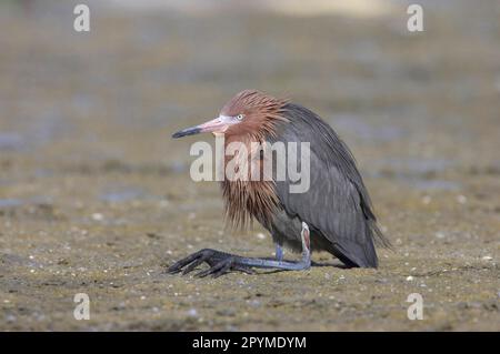 Rotreiher (Egretta rufescens), Erwachsener, ruhend mit gefalteten Beinen, Estero Lagoon, utricularia ochroleuca (U.) (U.) S. A Stockfoto