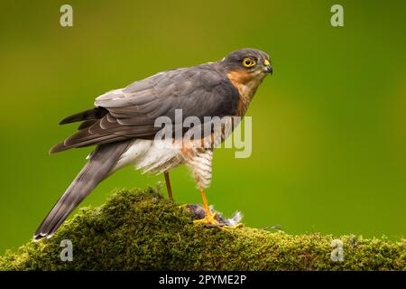 Eurasischer Sperber (Accipiter nisus), männlicher Erwachsener, mit gemeinem Schaffinch (Fringilla coelebs) als Beute, sitzt auf einem mossigen Ast, schottische Grenzen Stockfoto