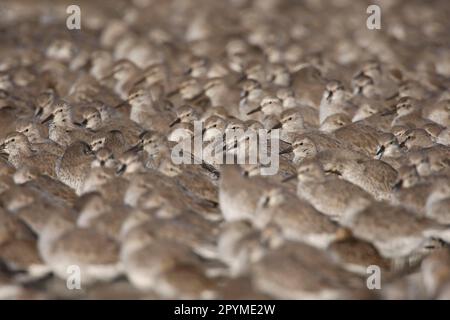 Knot (Calidris canutus) Herde, Mass Roosting, Snettisham, Norfolk, England, Vereinigtes Königreich Stockfoto