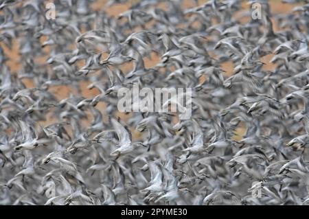 Knot (Calidris canutus) Winterherde, im Flug, Start von High Tide Roost, Snettisham, Norfolk, England, Vereinigtes Königreich Stockfoto