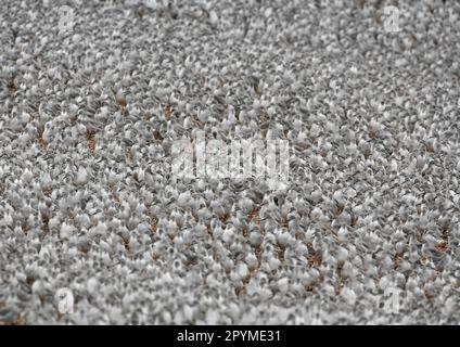 Knot (Calidris canutus) Winterherde, versammelt bei High Tide Roost, Snettisham, Norfolk, England, Vereinigtes Königreich Stockfoto