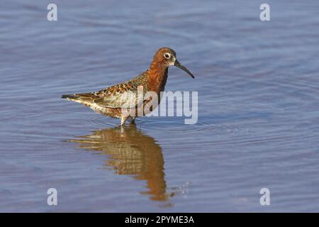 Curlew Sandpiper (Calidris ferruginea), Tiere, Vögel, Waders, Curlew Sandpiper adult, Waten, Frühling Stockfoto