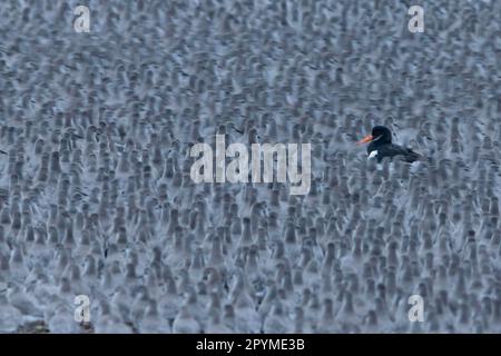 Herde des Knotens (Calidris canutus), nicht zuchtendes Gefieder, mit einzelnem eurasischen Austernmäuler (Haematopus ostralegus), bei der Gezeitenroost, Snettisham Stockfoto